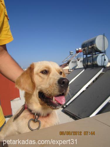 linda Dişi Golden Retriever