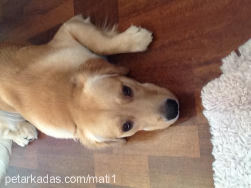 mati Dişi Golden Retriever