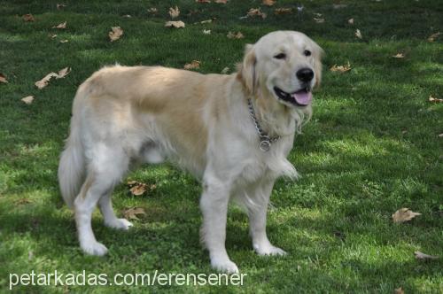 goldi Erkek Golden Retriever