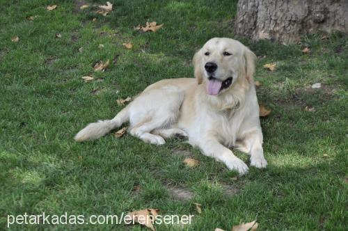 goldi Erkek Golden Retriever