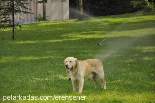 goldi Erkek Golden Retriever