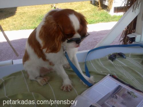 prens Erkek Cavalier King Charles Spanieli