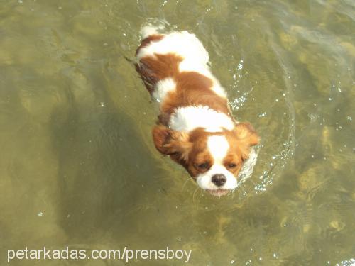 prens Erkek Cavalier King Charles Spanieli