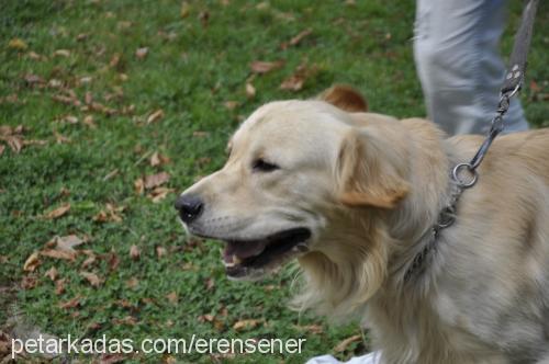 goldi Erkek Golden Retriever