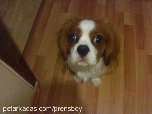 prens Erkek Cavalier King Charles Spanieli