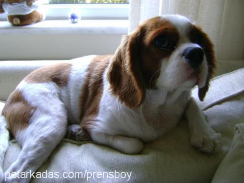 prens Erkek Cavalier King Charles Spanieli