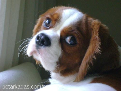 prens Erkek Cavalier King Charles Spanieli