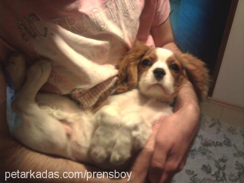 prens Erkek Cavalier King Charles Spanieli