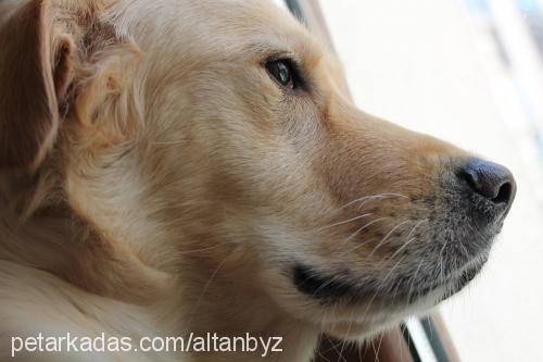 shela Dişi Golden Retriever