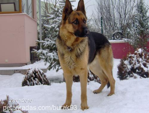 haydut Erkek Alman Çoban Köpeği