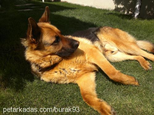 haydut Erkek Alman Çoban Köpeği