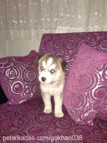 paşa Erkek Sibirya Kurdu (Husky)