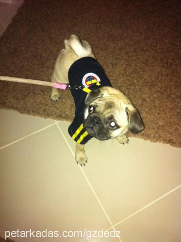 dolly Dişi Pug