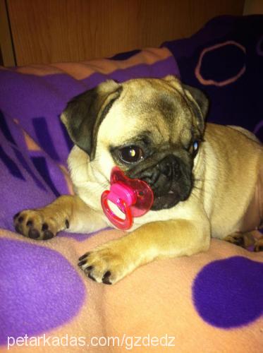 dolly Dişi Pug