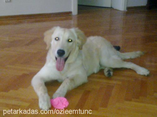 ares Erkek Golden Retriever