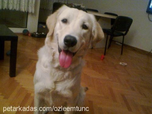 ares Erkek Golden Retriever