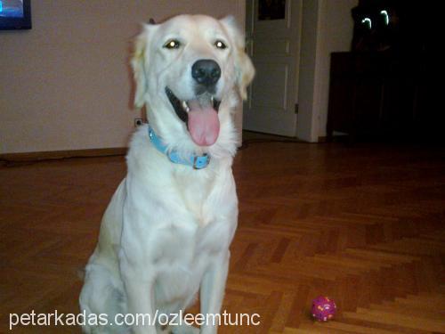 ares Erkek Golden Retriever