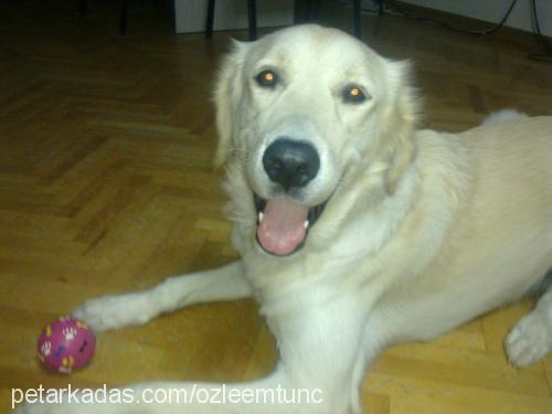 ares Erkek Golden Retriever