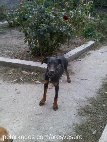 ares Erkek Doberman Pinscher