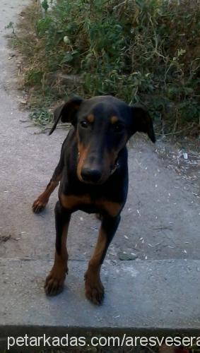 sera Dişi Doberman Pinscher