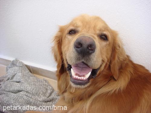 erik Erkek Golden Retriever