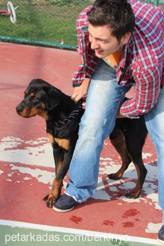 ronnie Erkek Rottweiler