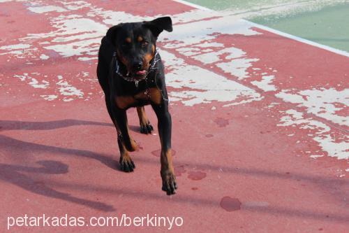 ronnie Erkek Rottweiler