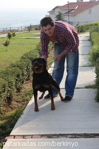 angel Dişi Rottweiler