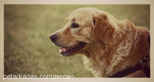 can Erkek Golden Retriever