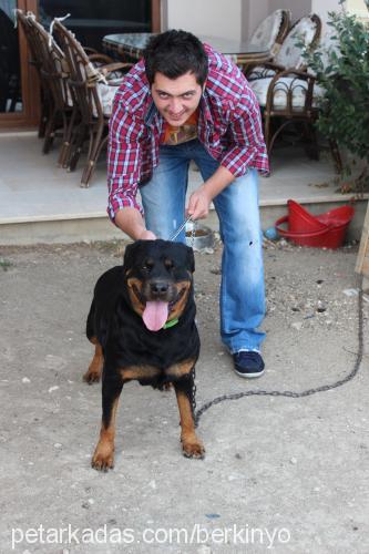 angel Dişi Rottweiler