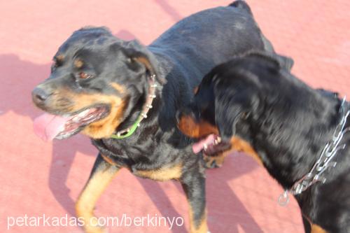 angel Dişi Rottweiler