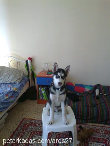 ares Erkek Sibirya Kurdu (Husky)