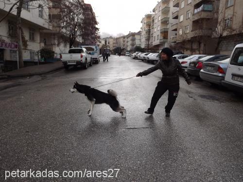 ares Erkek Sibirya Kurdu (Husky)