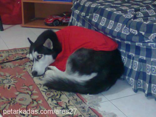 ares Erkek Sibirya Kurdu (Husky)