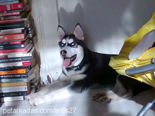 ares Erkek Sibirya Kurdu (Husky)