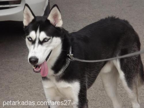 ares Erkek Sibirya Kurdu (Husky)