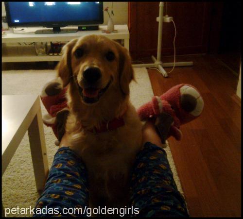 linda Dişi Golden Retriever