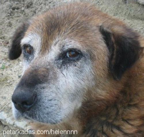 rocky Erkek Sokö (Sokak Köpeği)