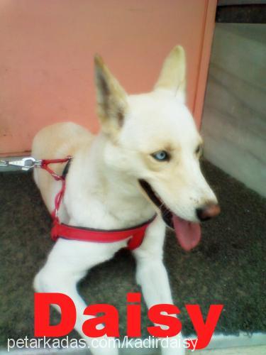 daisy Dişi Sibirya Kurdu (Husky)