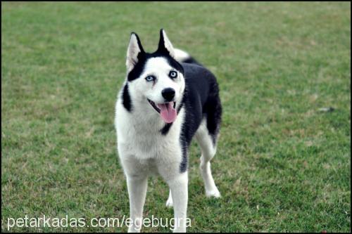 arya Dişi Sibirya Kurdu (Husky)