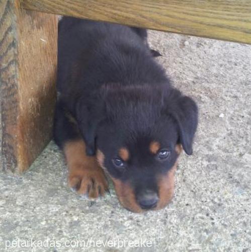 romeo Erkek Rottweiler