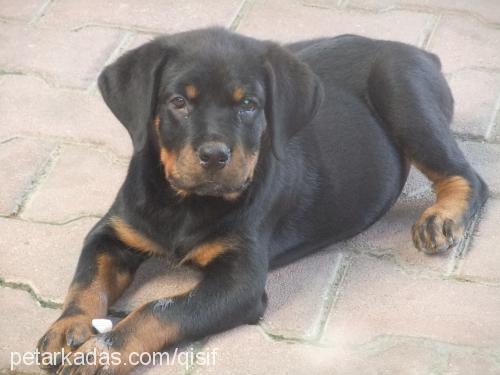 aŞİl Erkek Rottweiler