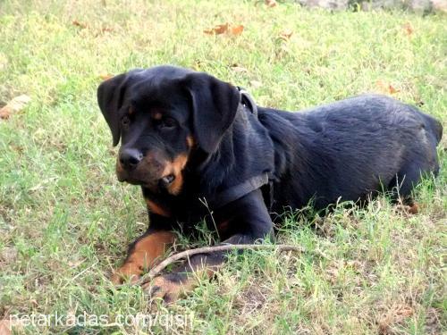 aŞİl Erkek Rottweiler