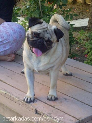 paşa Erkek Pug