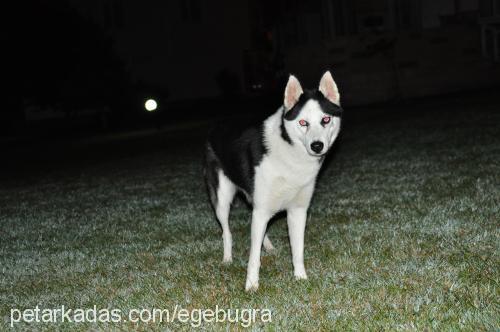 arya Dişi Sibirya Kurdu (Husky)