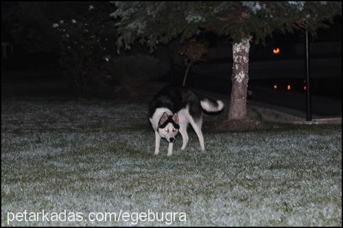 arya Dişi Sibirya Kurdu (Husky)