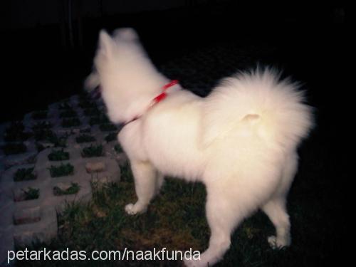 kÖpÜk Dişi Samoyed