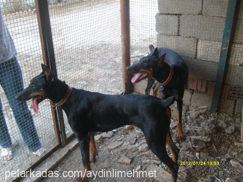 köpükbuble Dişi Doberman Pinscher