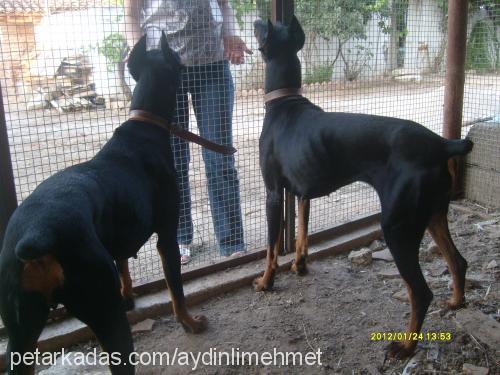 köpükbuble Dişi Doberman Pinscher