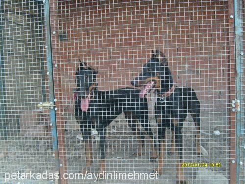 köpükbuble Dişi Doberman Pinscher